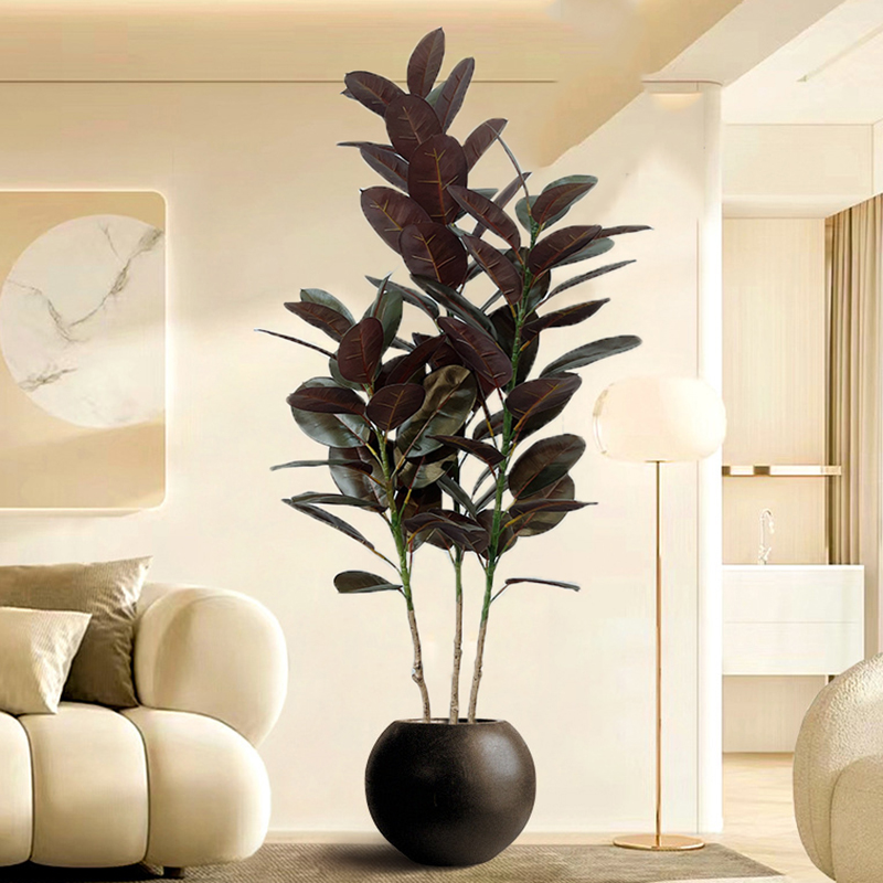 Rubber Plant Ficus - 13-70in grande ficus árvore de borracha