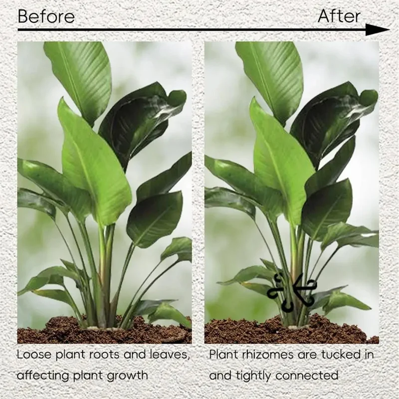 Suporte para Folhas de Alocasi - Variegated Monstera Node avaliação e preço