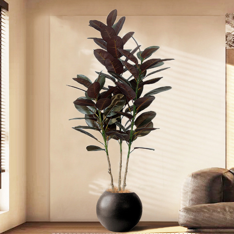 13-70in grande ficus árvore de - Rubber Plant Ficus avaliação e preço
