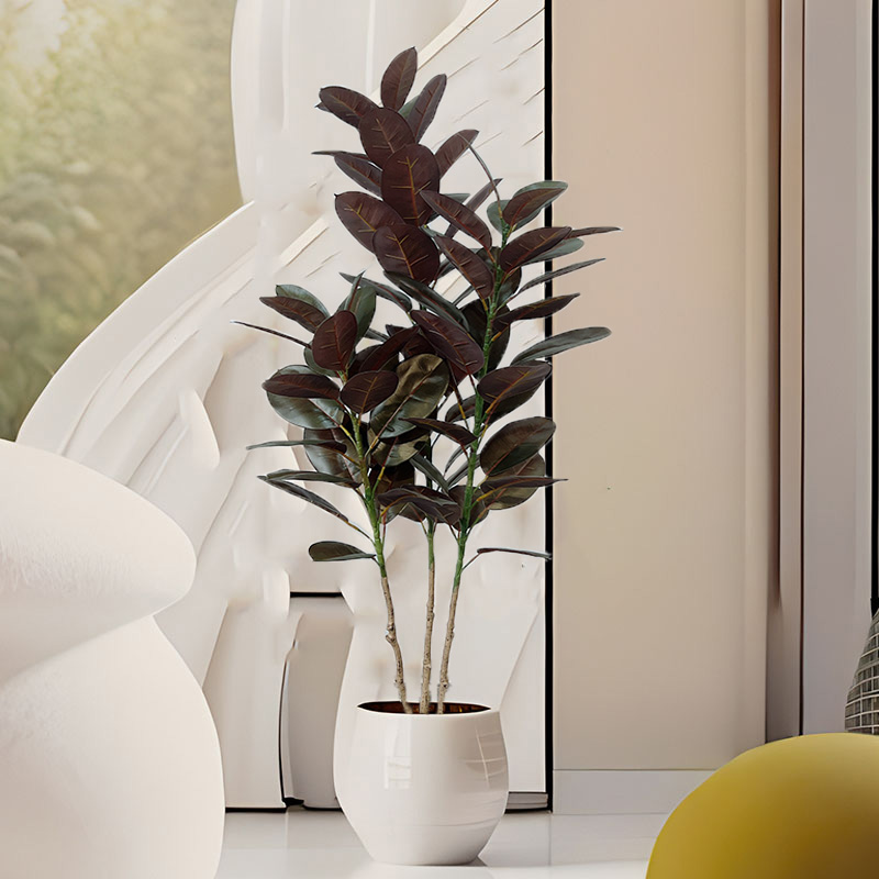 13-70in grande ficus árvore de - Rubber Plant Ficus avaliação e preço
