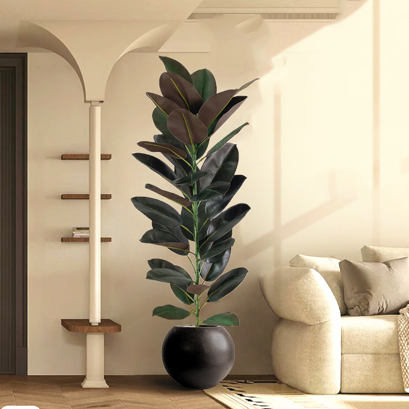 13-70in grande ficus árvore de - Rubber Plant Ficus avaliação e preço