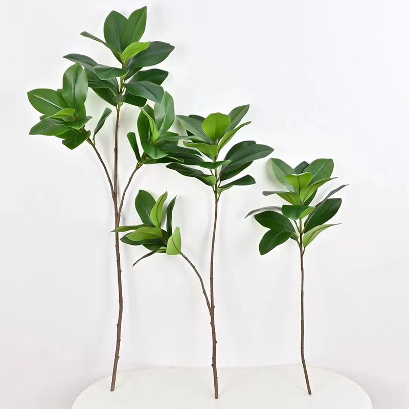 Grandes Plantas Banyan Tropica - Rubber Plant Ficus avaliação e preço