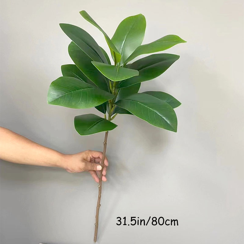 Grandes Plantas Banyan Tropica - Rubber Plant Ficus avaliação e preço